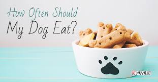 Then, use a measuring cup or a scale… and feed the calculated amount. How Many Times Should My Dog Eat Per Day Sit Means Sit Dog Training Orange County Coastal