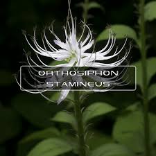 Image result for Orthosiphon
