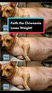 Image result for chihuahua big obesity