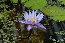 Image result for Nymphaea heudelotii