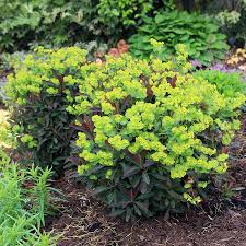 Image result for Euphorbia chevalieri