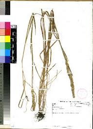 Image result for Agrostis continuata