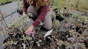 Not to be confused with pruning, deadheading roses means taking out only the minimum amount of stem to remove the flower. How To Deadhead Columbine Flowers Best Guide