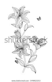 Color tone bars for branch and tomato. Botanical Line Drawing Flower Illustration Download Illustration 2020