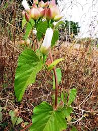 Image result for Operculina