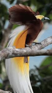 Lesser Bird Of Paradise Images Https Encrypted Tbn0 Gstatic Com Images Q Tbn 3aand9gctzabqek4n6ypb2rawddqxo6d4e9oxhf8z Hw Usqp Cau