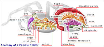 Spider Identification Chart Australia Venomous Dangerous Spiders