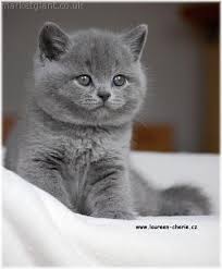Cat Breeds B British Shorthair Page 1 British Shorthair Kittens British Shorthair Cats Cats