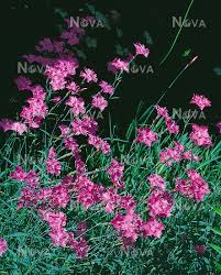 Blooms in late spring with some intermittent repeat bloom in summer. Dianthus Gratianopolitanus Bath S Pink Media Database