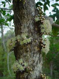 Image result for Eugenia malangensis