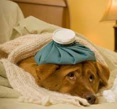 Maybe you would like to learn more about one of these? Morris County Nj Pet Emergency Care Community Animal Hospital Morris Plains Nj