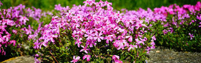 Then some of the lovely perennial plants you can grow include species/varieties of verbena, salvia, achillea, agastache, artemisia, boltonia, agapanthus, sedum, centranthus, eryngium many of these are excellent foliage plants that also provide a pleasing foil for showier perennials. Perennial Phlox Growing Guide Garden Express Online Nursery