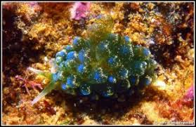 Image result for Selago coerulea