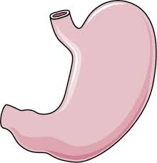 Stomach Archives Servier Medical Art Stomachs cartoons, stomachs cartoon, funny, stomachs picture, stomachs pictures, stomachs image, stomachs images, stomachs illustration, stomachs illustrations. stomach archives servier medical art
