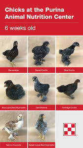 Partridge, gold duckwing and silver duckwing. 13 Maybe Chicks Ideas Chicken Breeds Chickens Chickens Backyard