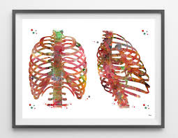 See more ideas about anatomy, rib cage anatomy, anatomy study. Thorax Watercolor Print Anatomy Art Rib Cage Poster Chest Bones Anterior And Posterior View Medical Art Thoracic Cavity Thoracic Wall Print Mimiprints Watercolor Art