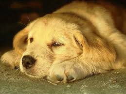 Follow the vibe and change your wallpaper every day! 50 Free Dog Wallpaper For Laptop On Wallpapersafari