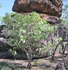 Image result for Pavetta cataractarum