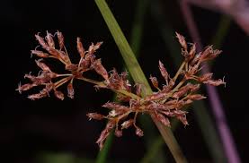 Image result for Fimbristylis complanata