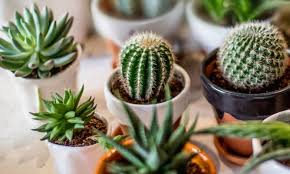 Las semillas viejas germinan también. Principales Dudas Sobre El Cuidado De Los Cactus Y Las Plantas Crasas Jardinatis