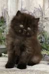 Black Persian Kittens | Black Persian Cats | Doll Face ...