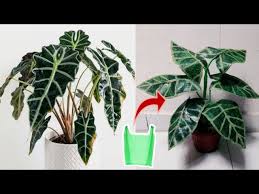 Diy Tanaman Keladi Amazon Dari Plastik Kresek Amazon Elephant S Ear Plant African Mask Plant Youtube