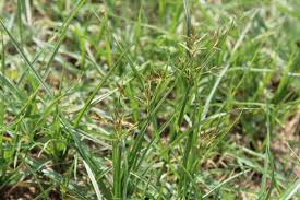 Image result for Cyperus nduru