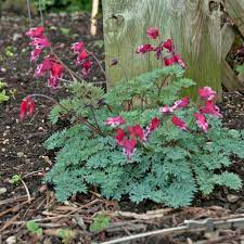 Eximia (and it is patented, by akira shiozaki). Dicentra Burning Hearts Pp20797 Perennial Resource