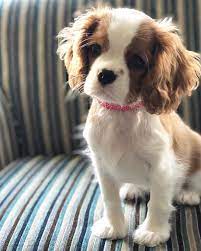 Beautiful Cavalier King Charles Puppy Cocker Spaniel Puppies King Charles Cavalier King Charles Dog King Spaniel