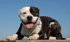 American Pit Bull Terrier Black And White Black And White Spotted Pitbull Terrier American Pitbull Terrier Pitbulls