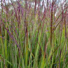 Image result for Panicum comorense