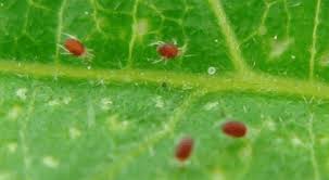 Can i get spider mites from clones? Biological Control Of Red Spider Mite
