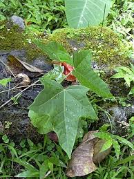 Image result for Aleurites