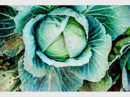 Find out the dates, history and traditions of national cabbage day. National Cabbage Day Roodepoort Record