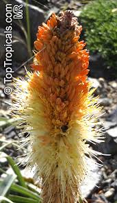 Image result for Kniphofia