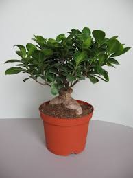 Bonsai ficus ginseng pflegehinweise best bonsai images 2018. Hubdach Selber Bauen Ikea Bonsai Pflege