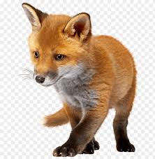 Download Baby Fox Clipart Png Photo Toppng