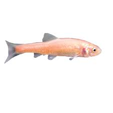 Rosy red minnows are a kind of fish that mostly inhabit lakes, ponds, and rivers. Rosy Red Minnow Fish Goldfish Betta More Petsmart