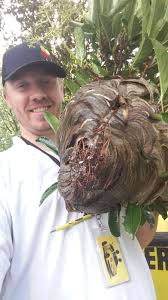 Truly Nolen Pest Termite Control 701 East Blvd Charlotte Nc 28203 Usa