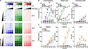 frontiers priming of anti tumor immune mechanisms by radiotherapy is augmented by inhibition of heat shock protein 90 oncology
