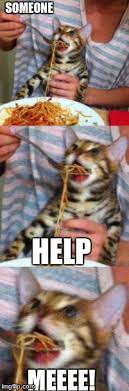 Technically, dogs can eat pasta safely. Cat Eating Spaghetti Imgflip