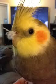 Uumm Mom I Think I Have A Feather In My Nose Cockatiel Parakeet Birds
