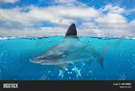 We did not find results for: Half Underwater Photo Image Photo Free Trial Bigstock