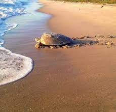 Find Tranquility On The Canaveral National Seashore Titusville Fl Chamber Of Commerce Sea Turtle Species Seashore Sea Turtles Hatching