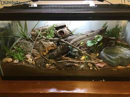 Pin By Marie Pena On Pldrm Snake Terrarium Vivarium Hermit Crab Tank