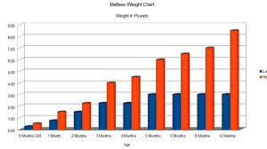 There are various puppy weight charts which you can search for online. Detailed Chart On Maltese Growth Birth Till Adult