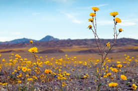 Death valley, at about 3.4 million acres, is the largest national park in the lower 48 states. The Best Time To Visit Death Valley National Park California Territory Supply