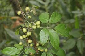 Image result for Cayratia