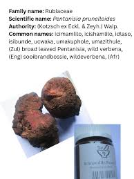 Image result for Pentanisia prunelloides