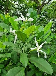 Image result for Tabernaemontana penduliflora